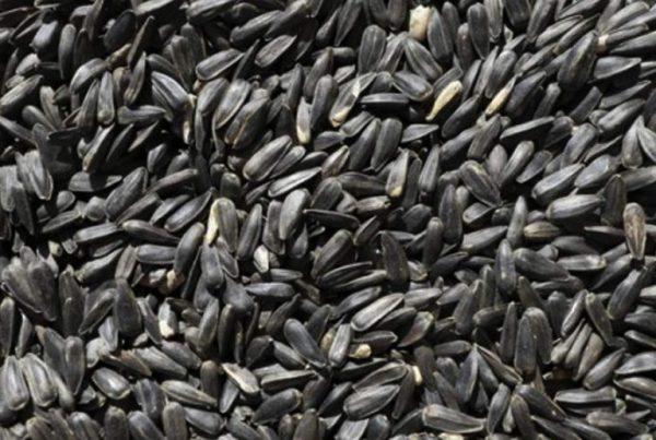 Hunter Stockfeeds Black Sunflower 20kg - Image 2
