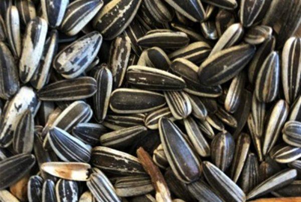 Hunter Stockfeeds Grey Sunflower 20kg
