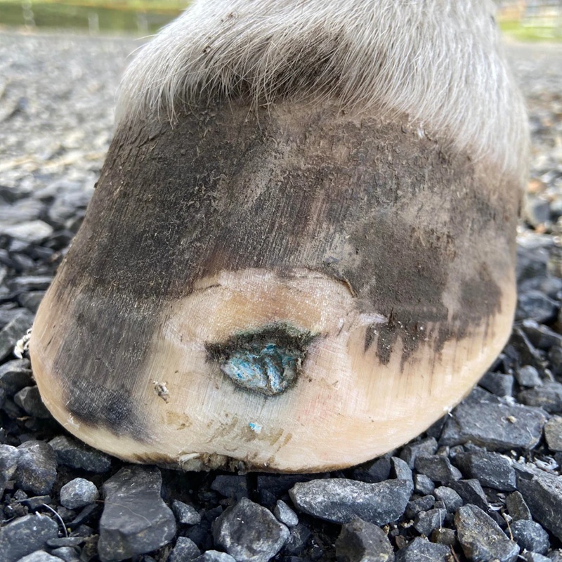 The Hoof Co Beeswax BLUE Balls - Image 2