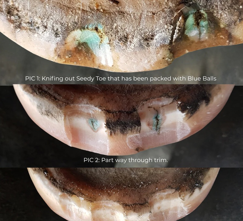 The Hoof Co Beeswax BLUE Balls - Image 4