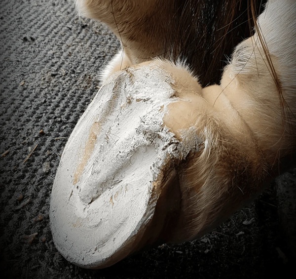 The Hoof Co Hoof Pack for a Smelly Crack 400gm - Image 3